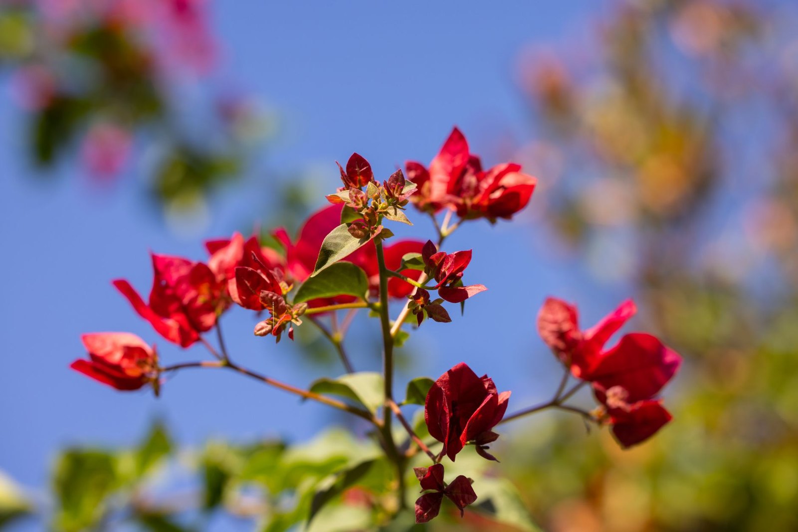 Nine Plants That Actually Survive a UAE Summer