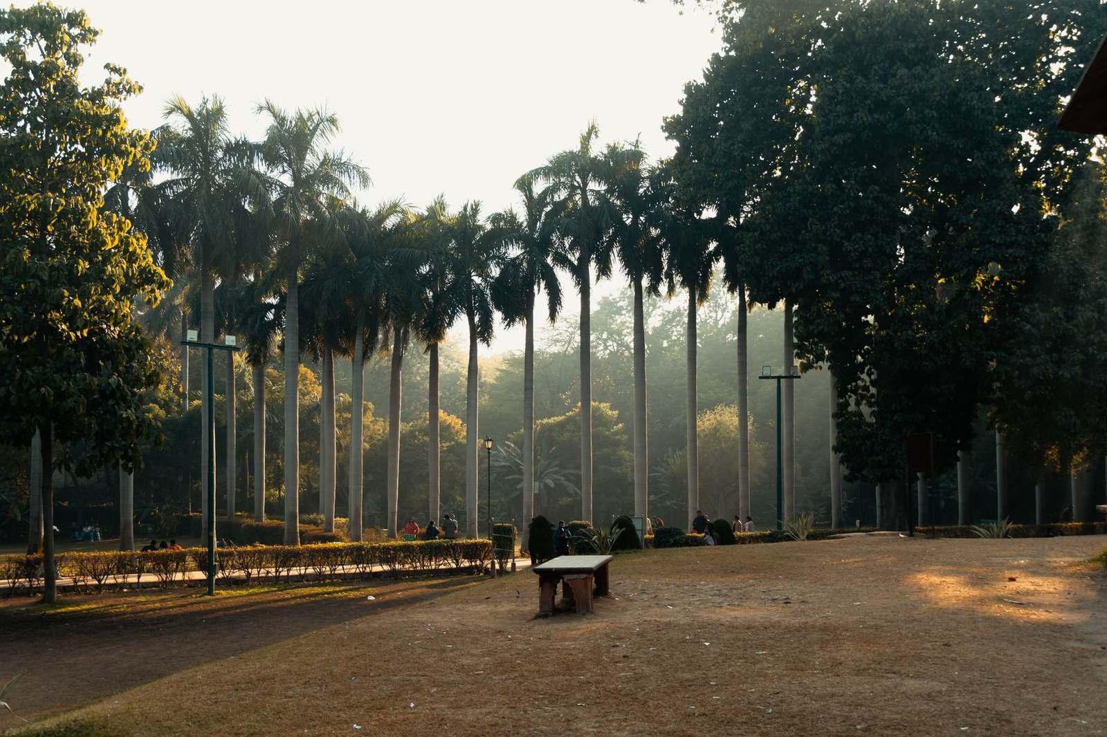 Tree &amp; Palm Planting — Alqamar Albariz Technical Services Works